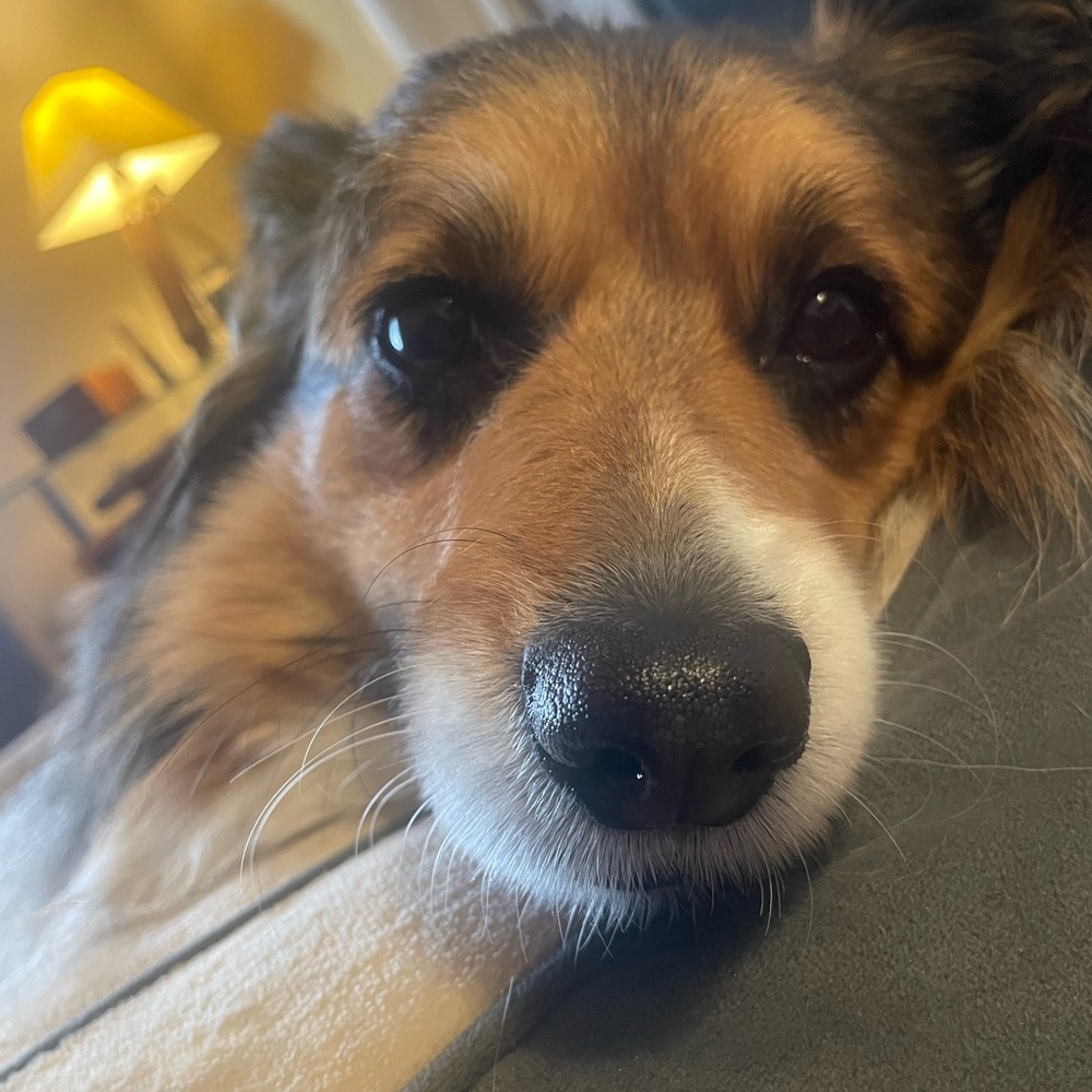 Meet your Posher, Sydney